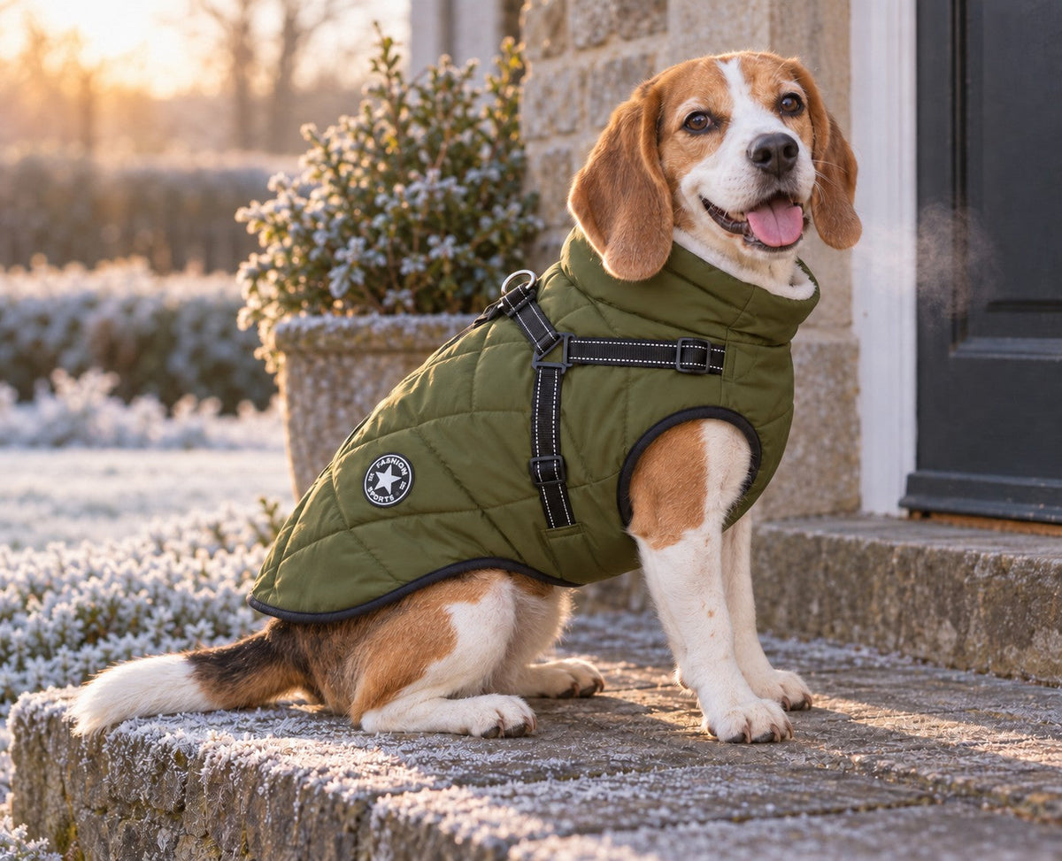 Beagle in an army green Puddle Coat sitting on a frosty doorstep at sunrise