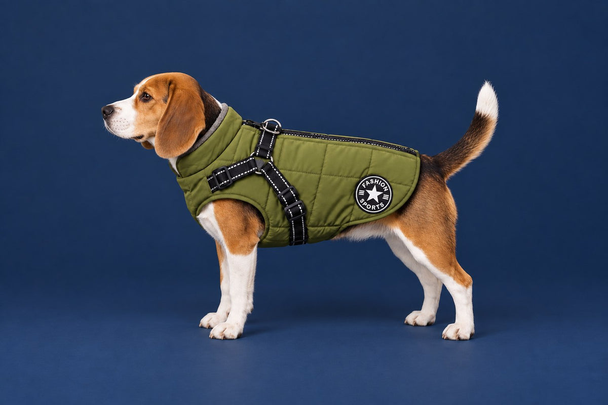 Beagle wearing the army green Puddle Coat, side view